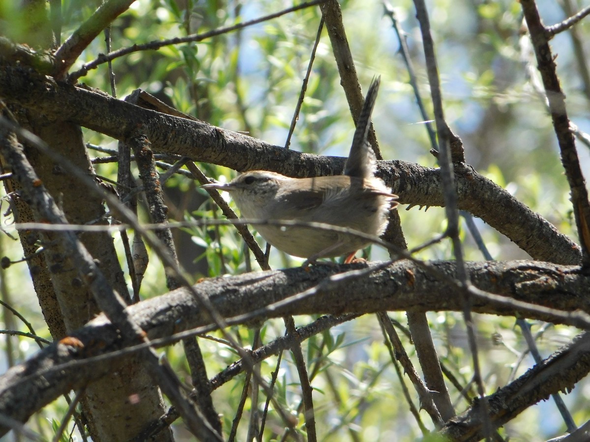 Bewick's Wren - ML619401452