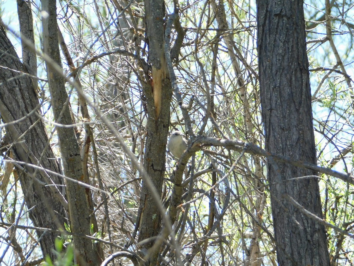 Bewick's Wren - ML619401453