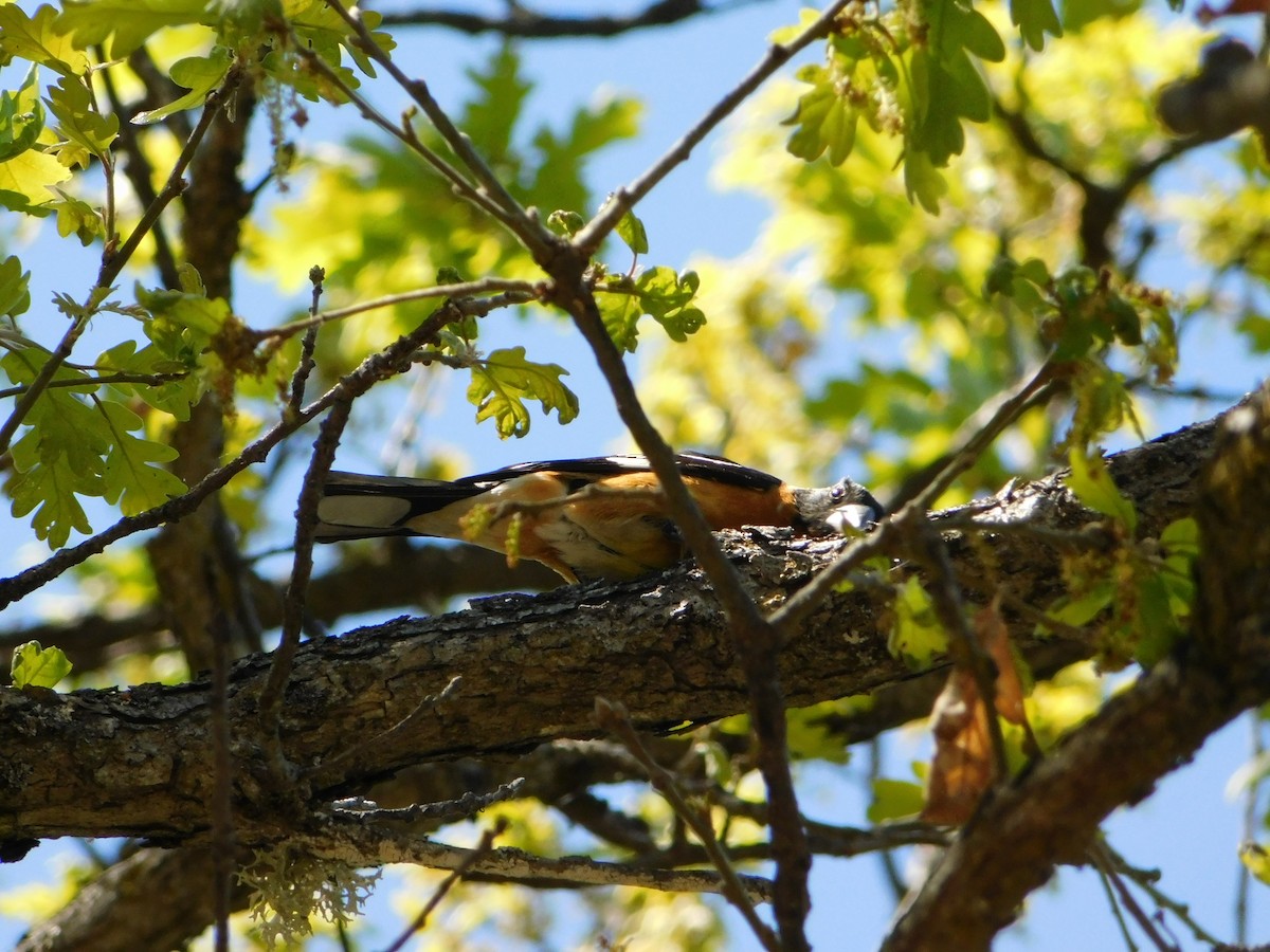 Black-headed Grosbeak - Nathaniel Cooley