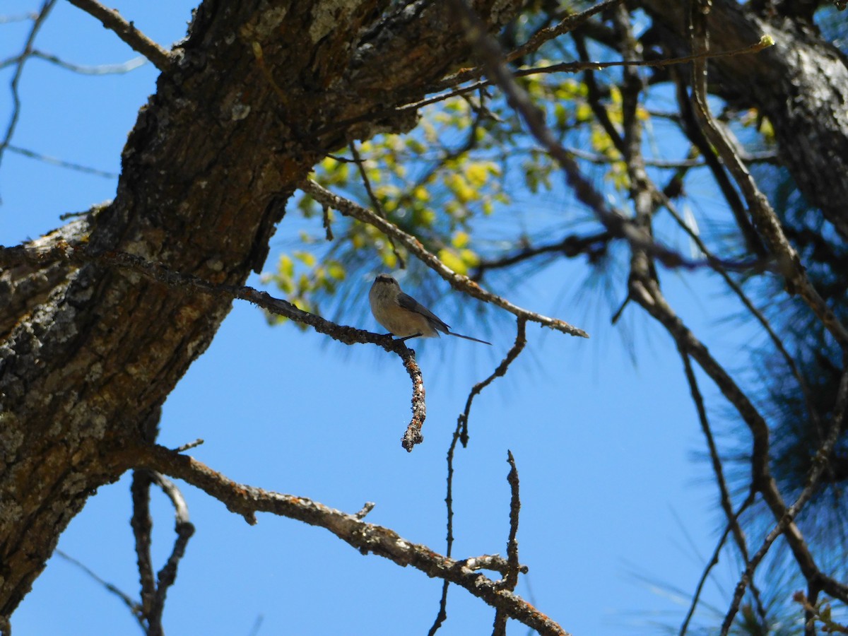 Bushtit - Nathaniel Cooley