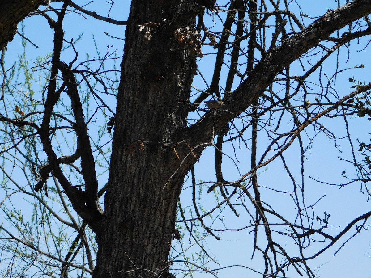 Bushtit - ML619401486