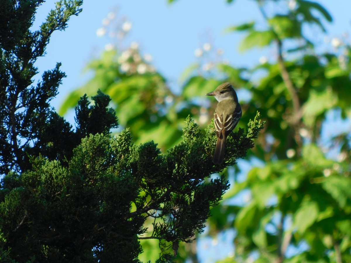 Great Crested Flycatcher - ML619401488