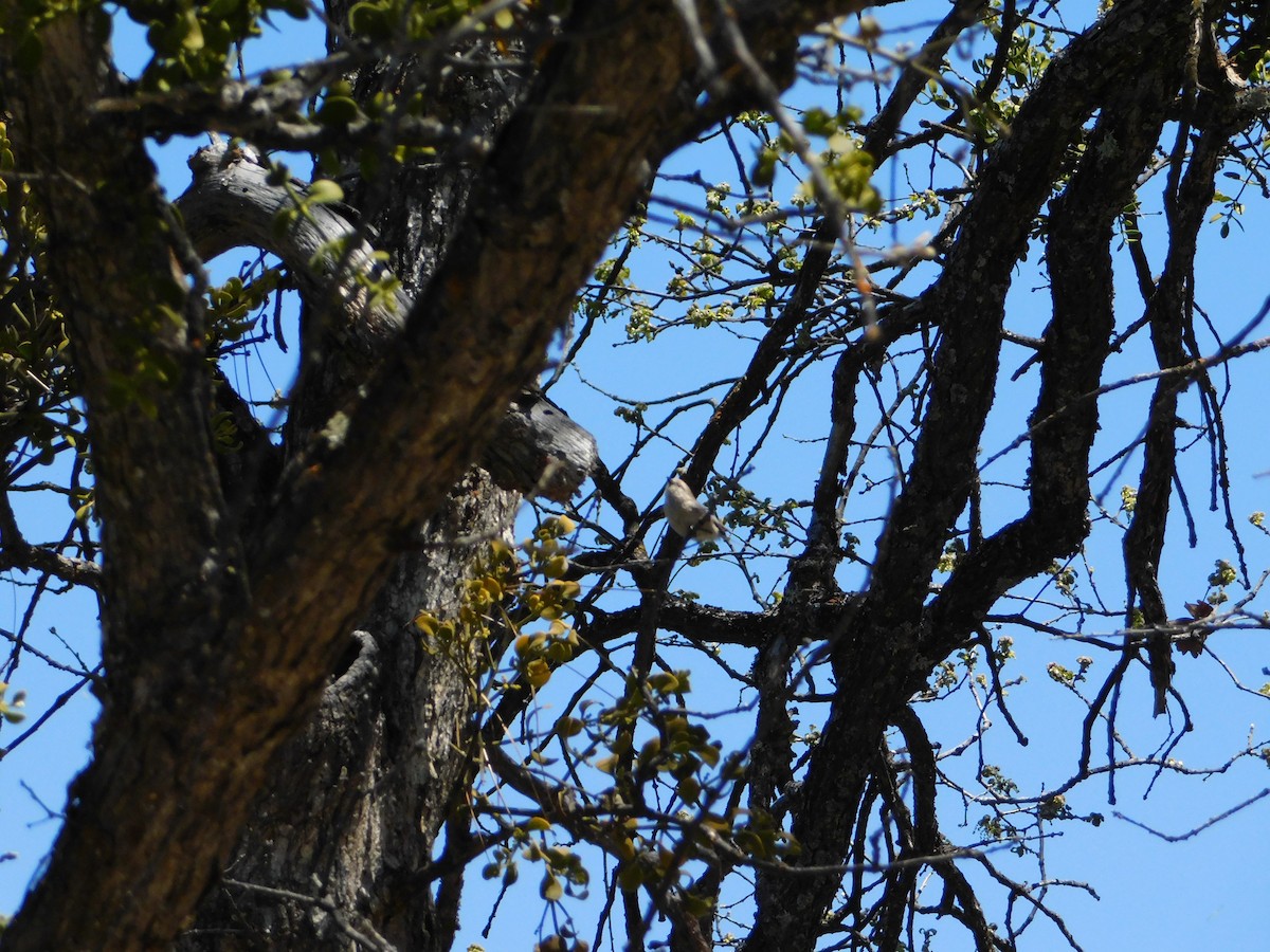 Bushtit - Nathaniel Cooley