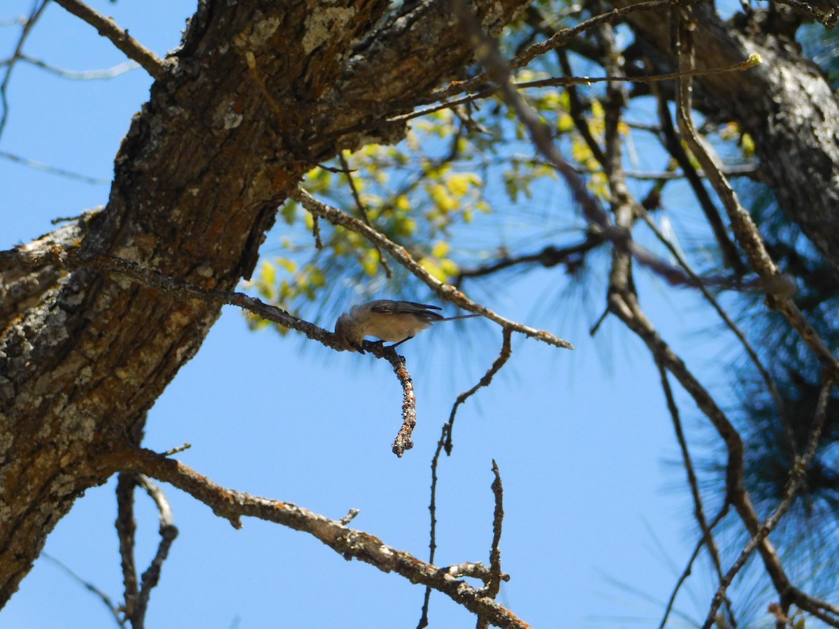 Bushtit - Nathaniel Cooley