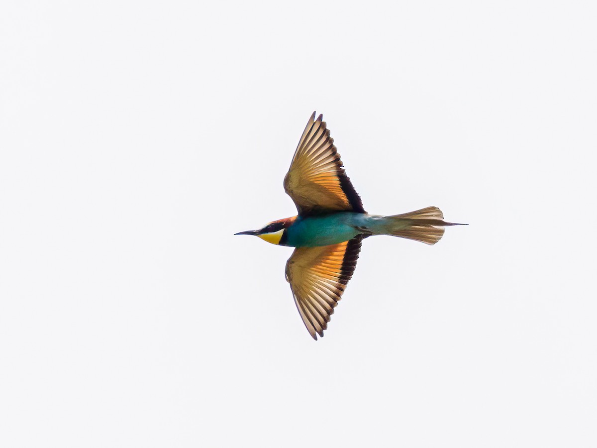 European Bee-eater - Manuel Fernandez-Bermejo