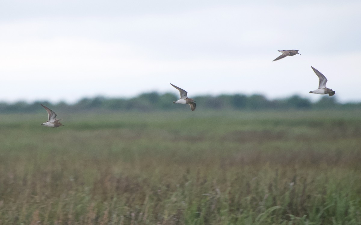 Pectoral Sandpiper - Gautam Apte