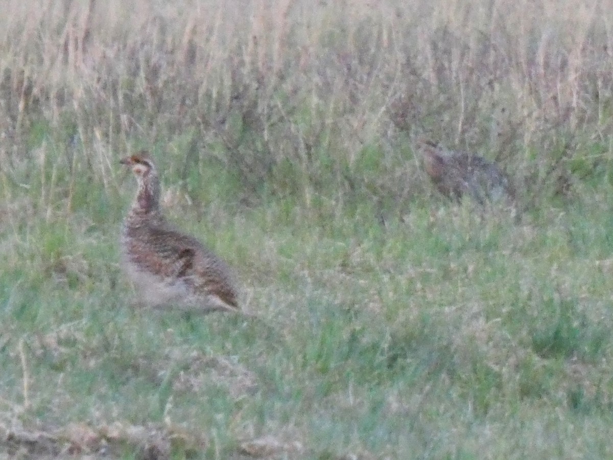 Sharp-tailed Grouse - K K