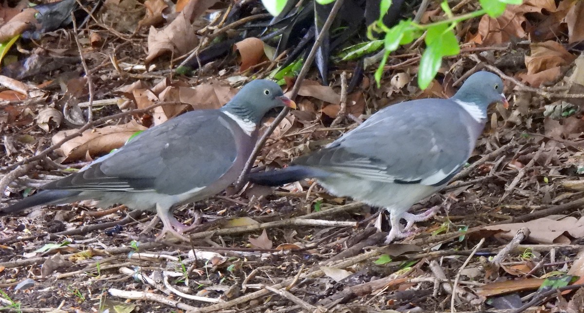 Common Wood-Pigeon - Vince Patton