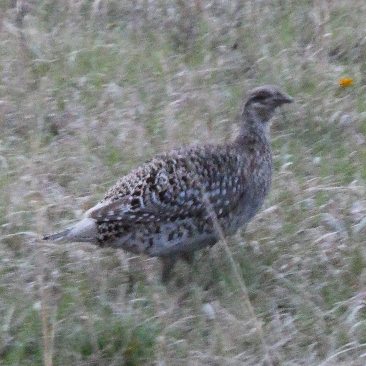 Sharp-tailed Grouse - K K