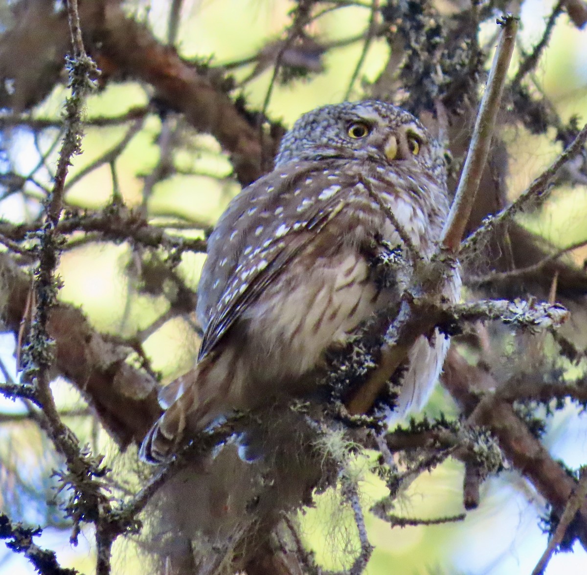 Eurasian Pygmy-Owl - Suzanne Roberts