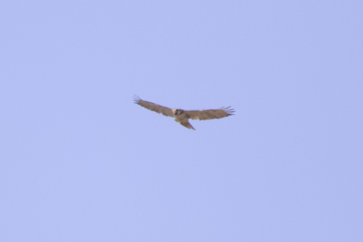 Red-tailed Hawk - ML619401573