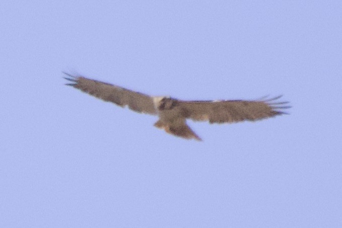 Red-tailed Hawk - ML619401574