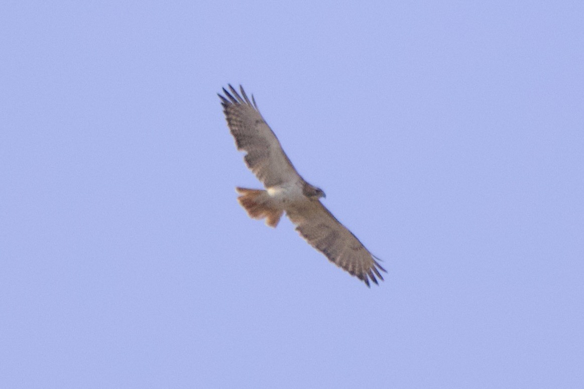 Red-tailed Hawk - ML619401578