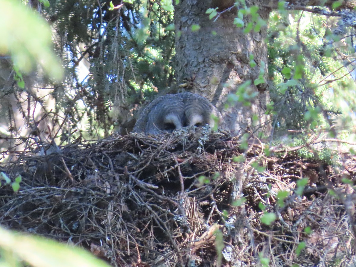 Great Gray Owl - Suzanne Roberts