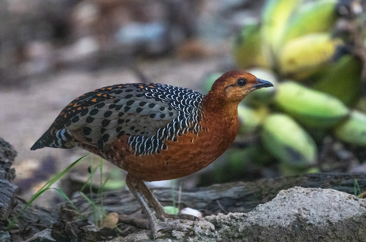 Ferruginous Partridge - Daniel Gornall