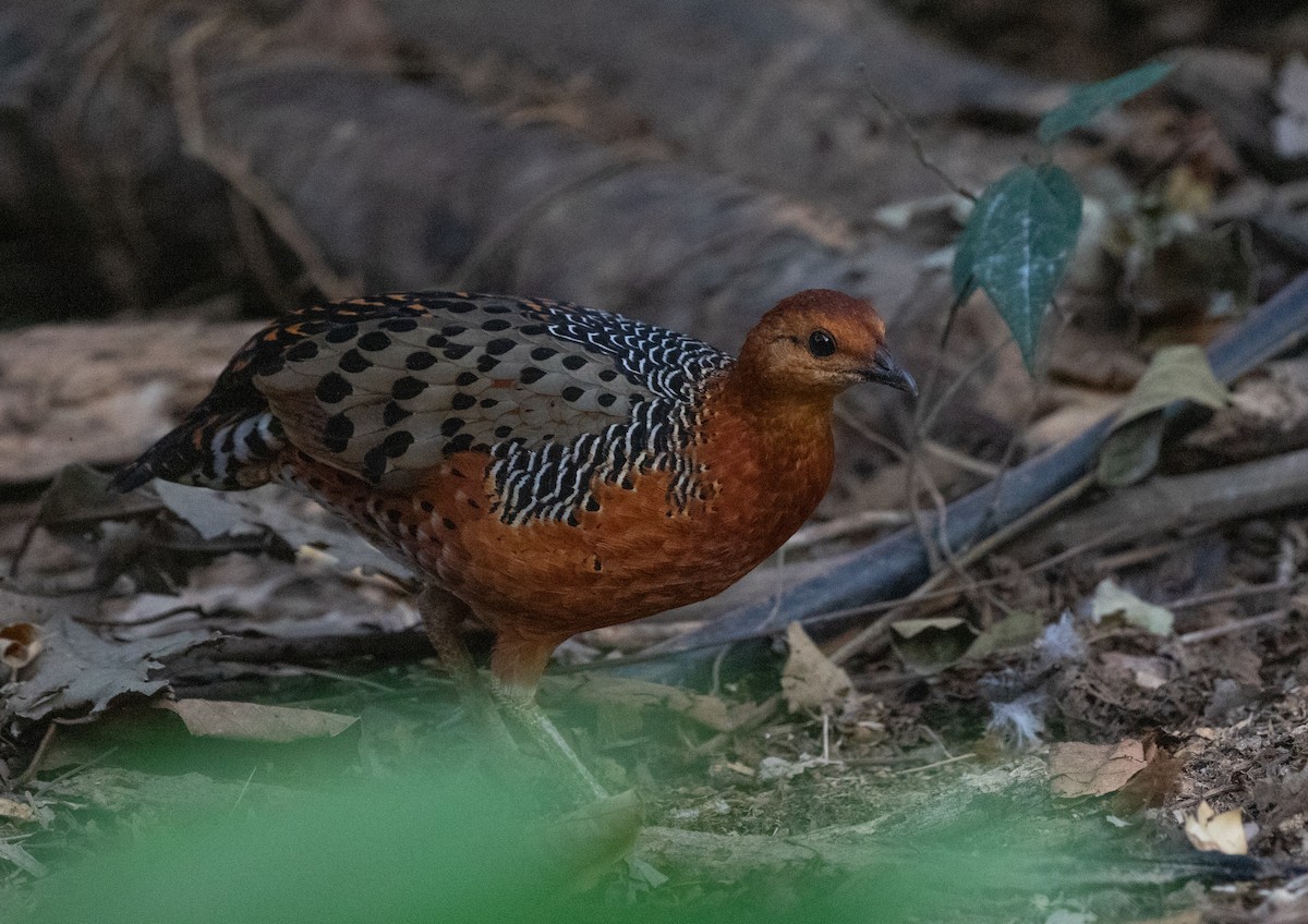 Ferruginous Partridge - Daniel Gornall