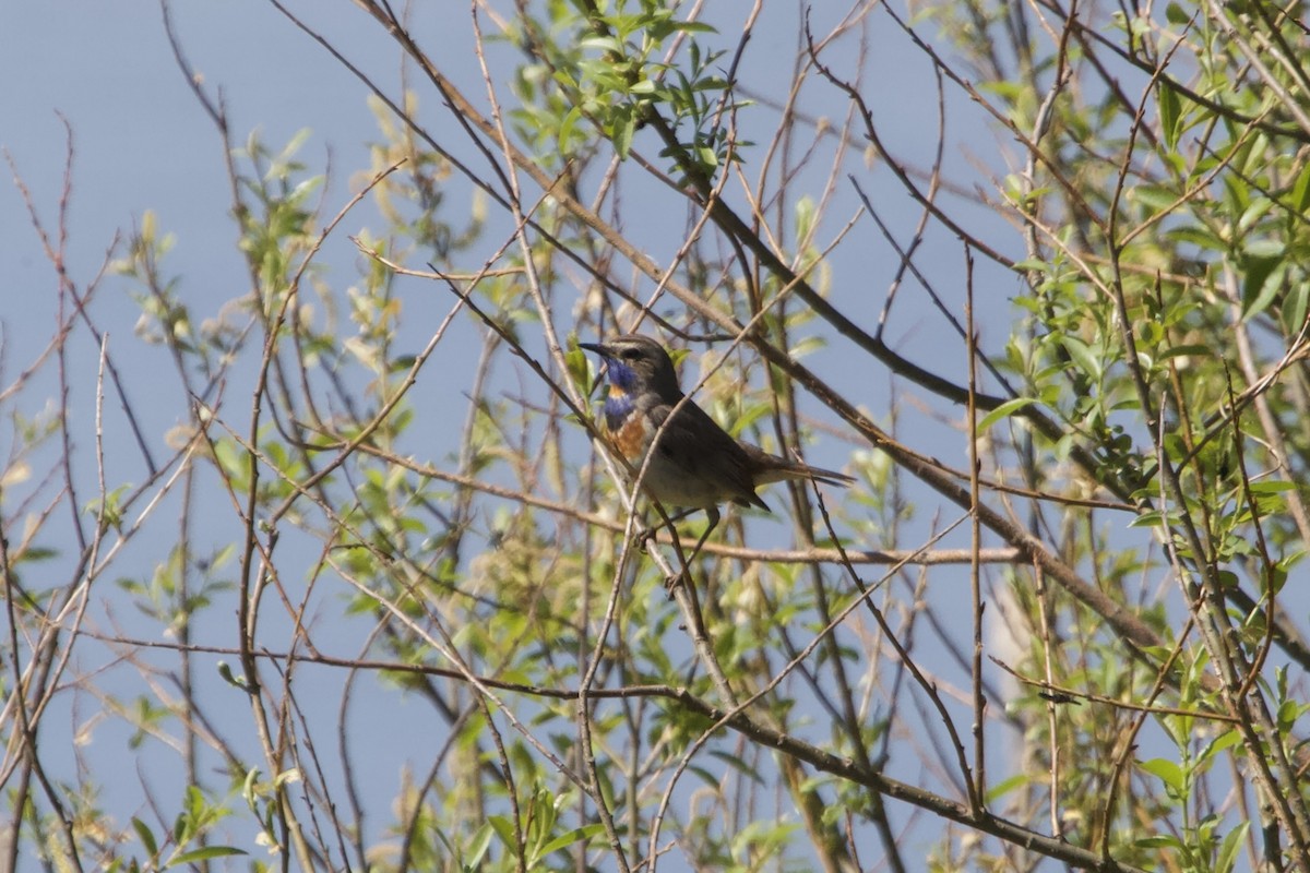 Bluethroat - Elena Popova