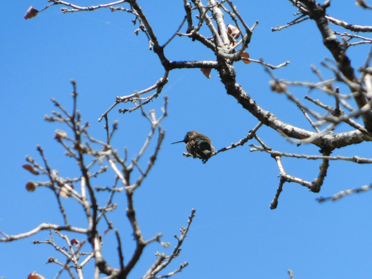 Calliope Hummingbird - Nathaniel Cooley