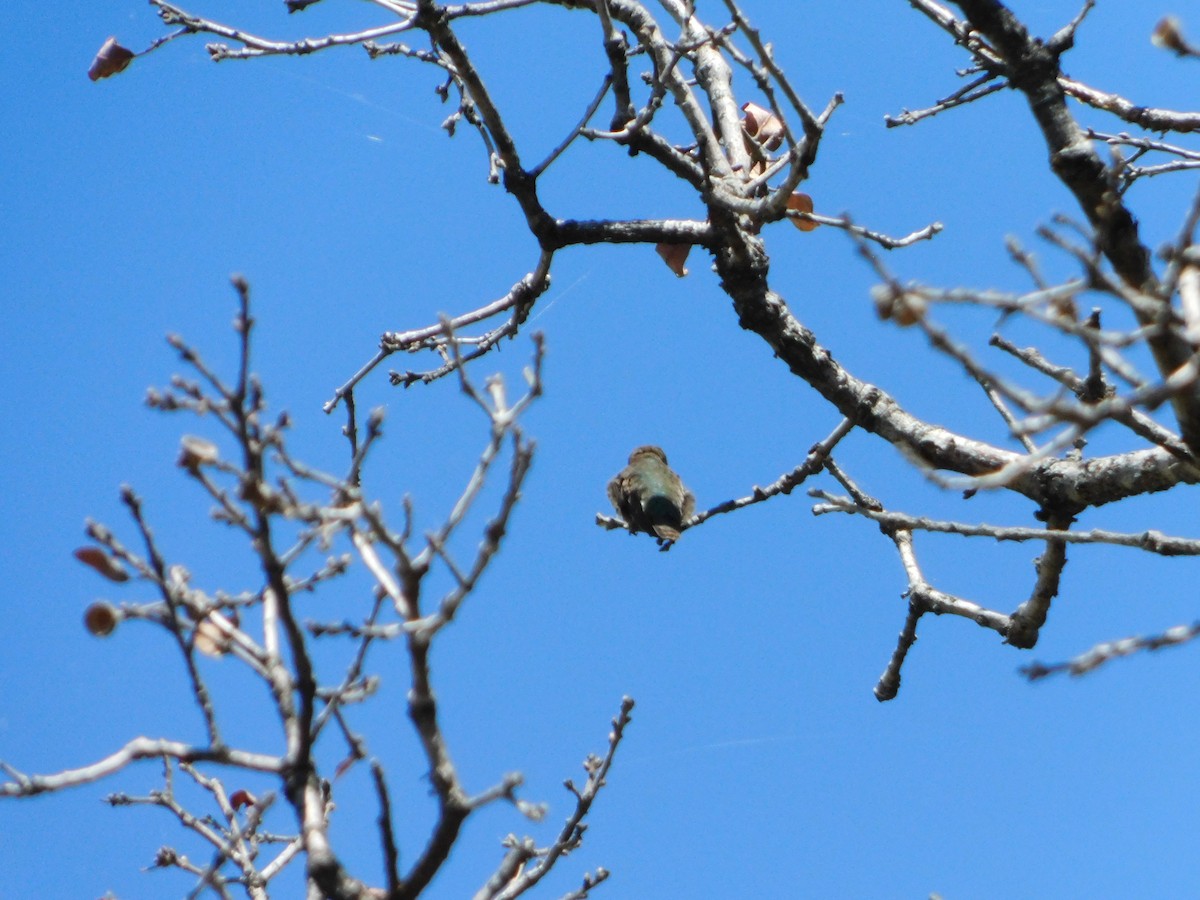 Calliope Hummingbird - Nathaniel Cooley