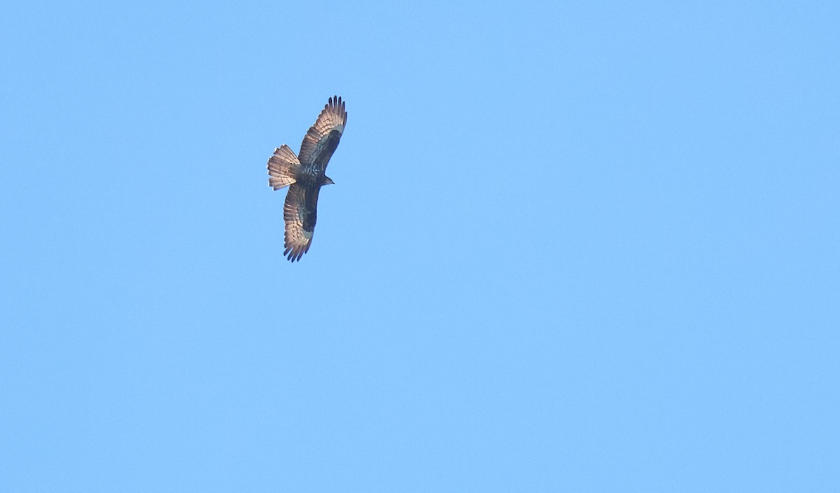 European Honey-buzzard - Gál Szabolcs