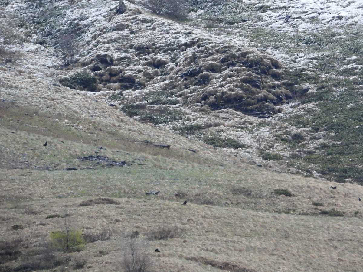 Caucasian Grouse - ML619401650