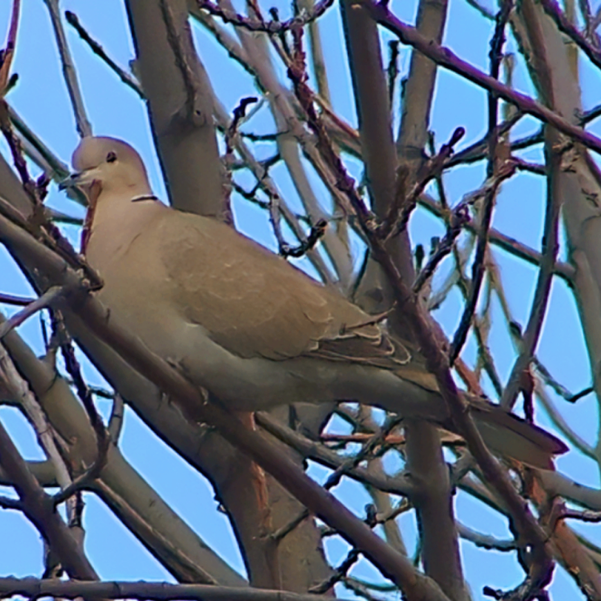 Eurasian Collared-Dove - ML619401656