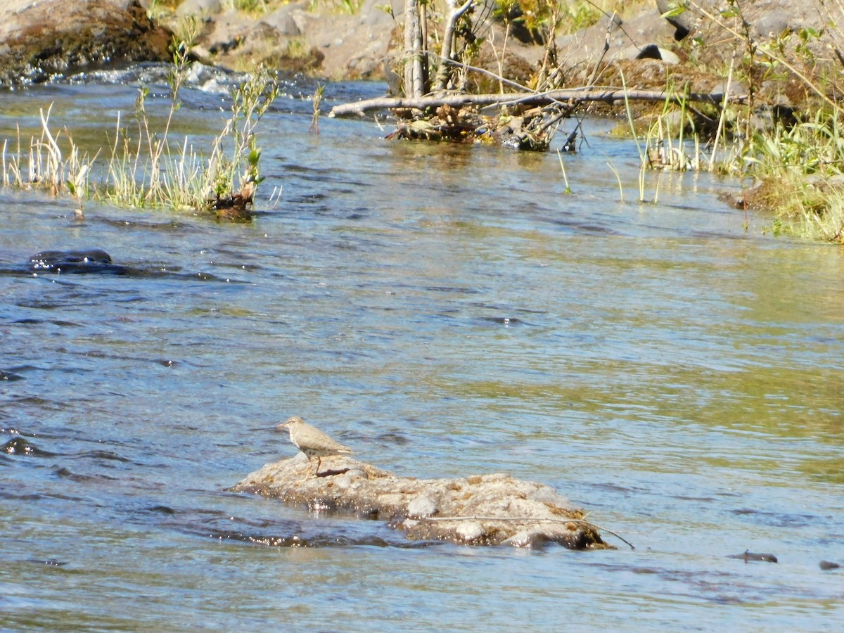 Spotted Sandpiper - Nathaniel Cooley