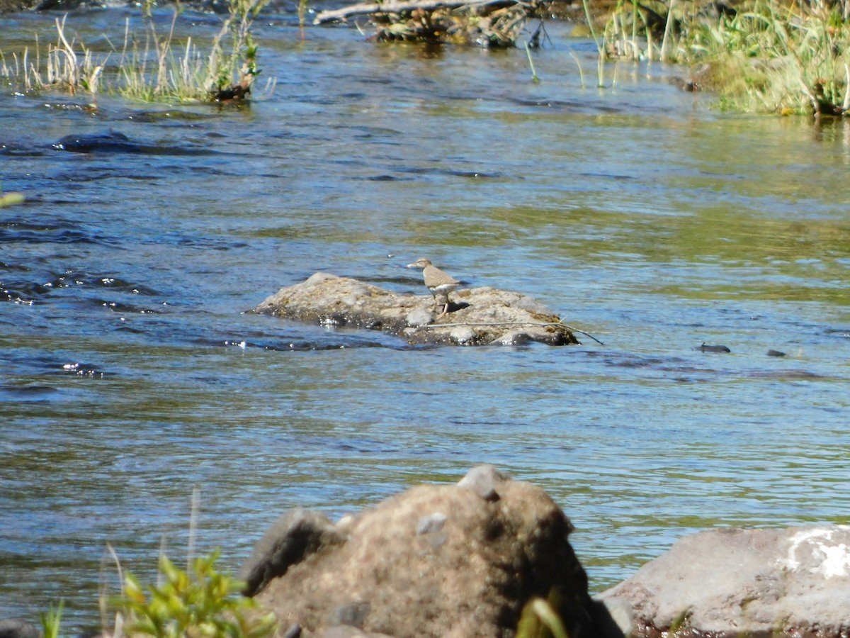 Spotted Sandpiper - Nathaniel Cooley