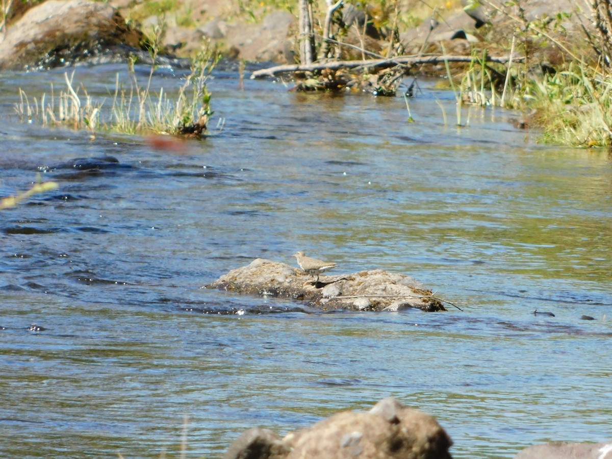 Spotted Sandpiper - Nathaniel Cooley