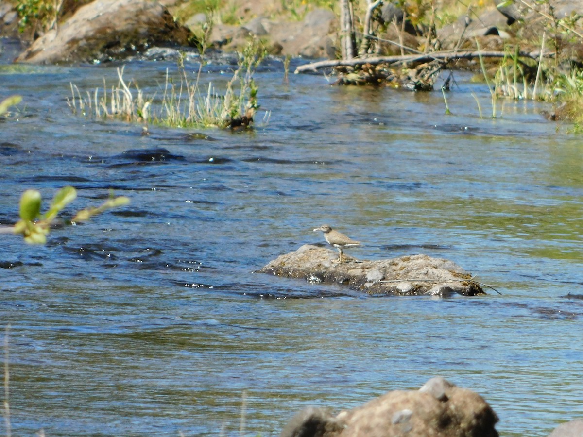 Spotted Sandpiper - Nathaniel Cooley