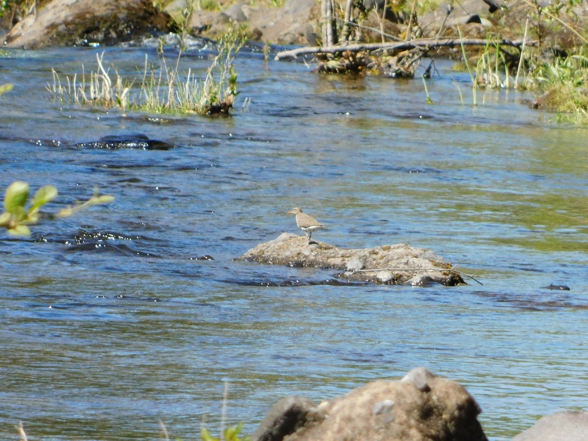 Spotted Sandpiper - Nathaniel Cooley