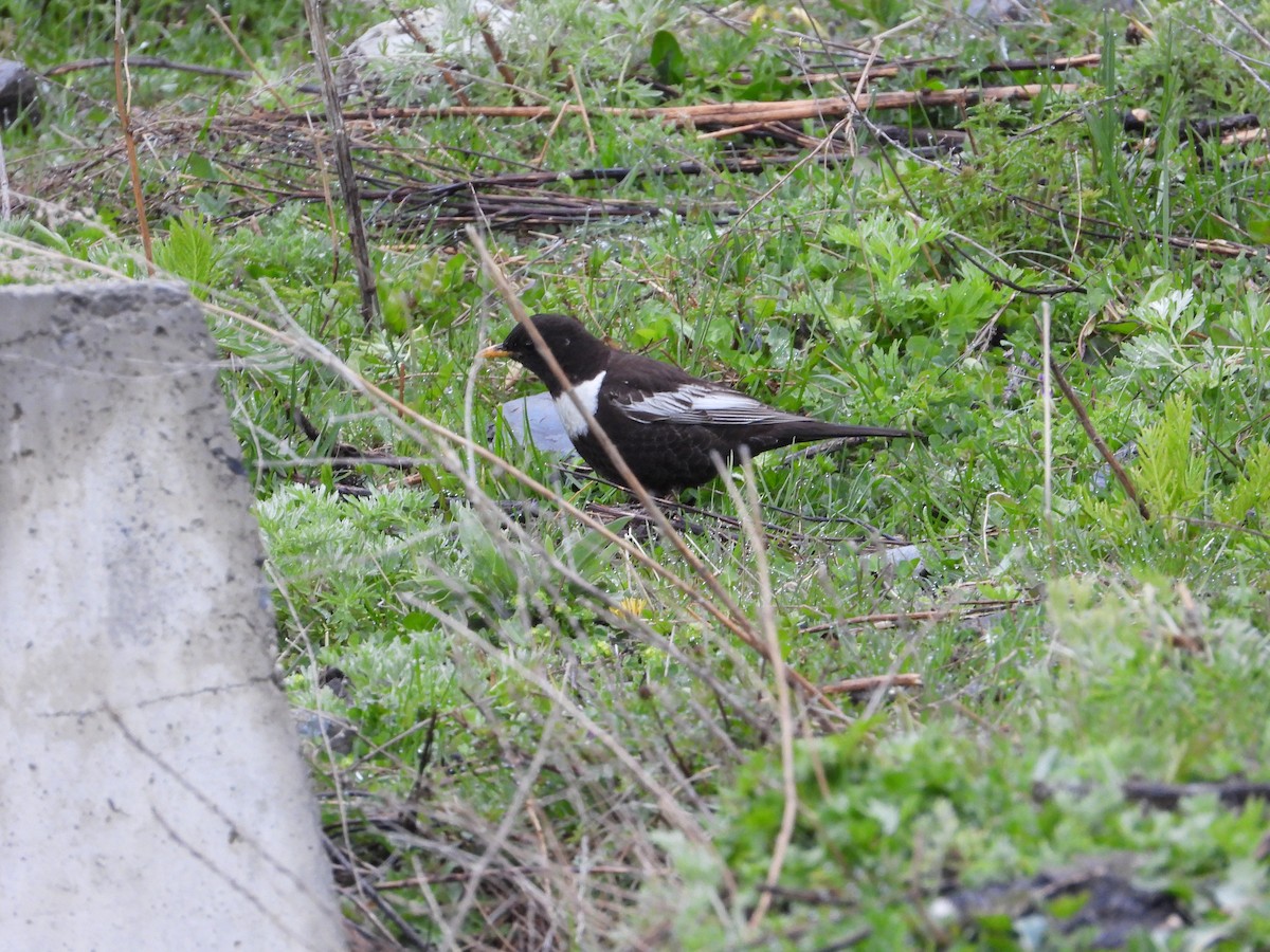 Ring Ouzel (Caucasian) - Josip Turkalj