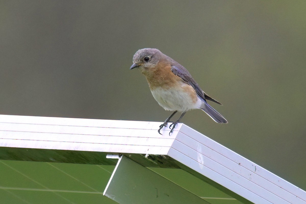 Eastern Bluebird - Guy Lafond