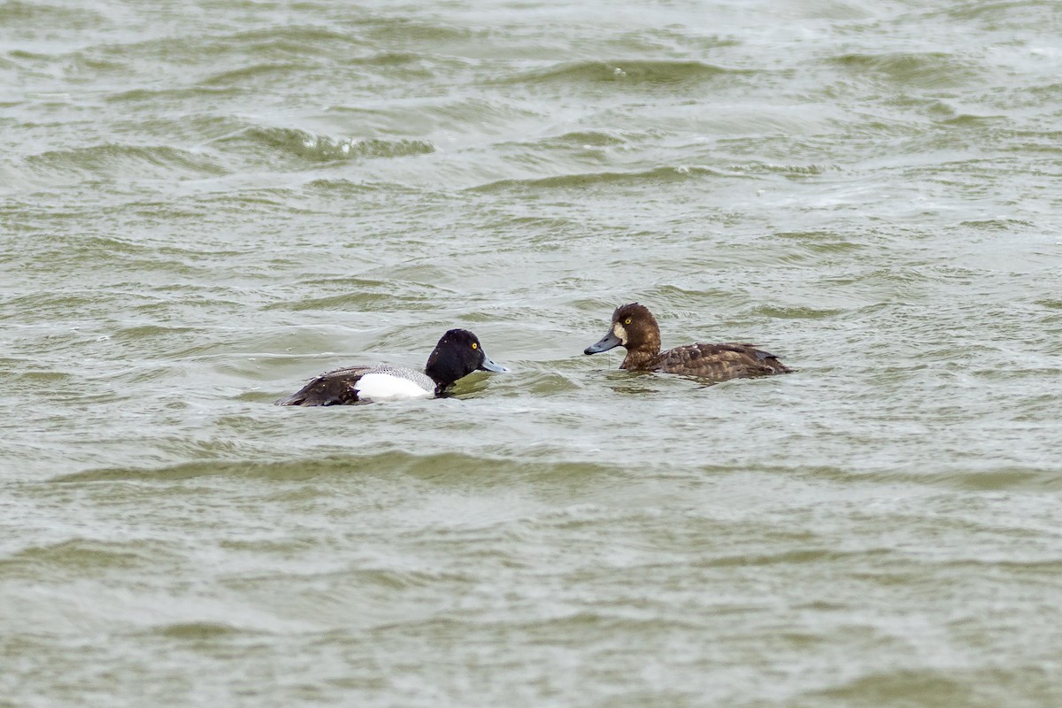 Greater/Lesser Scaup - Trish Bonadonna