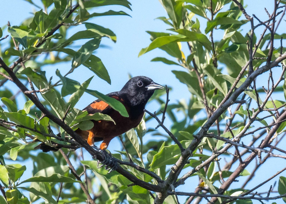 Orchard Oriole - Harrison Ponn