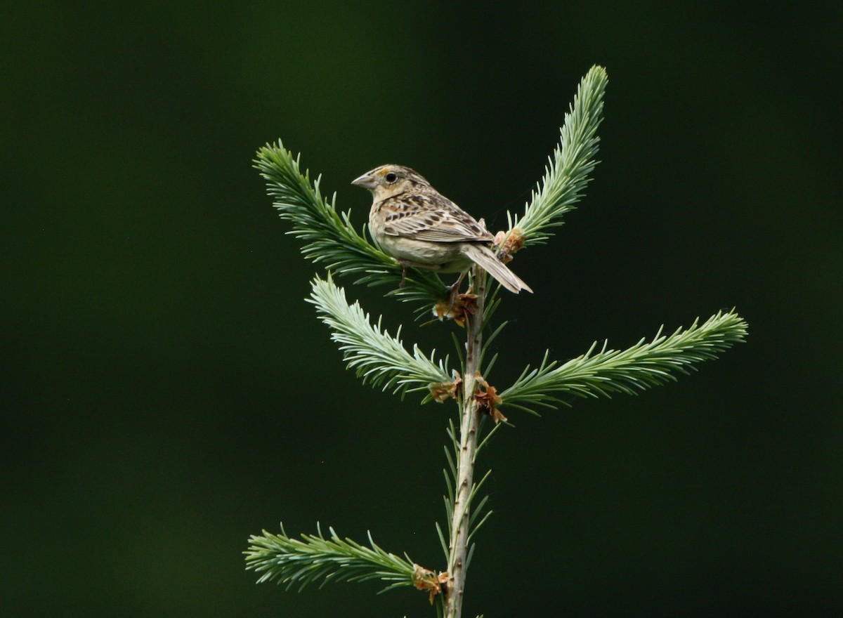 Grasshopper Sparrow - Rosemary Reilly