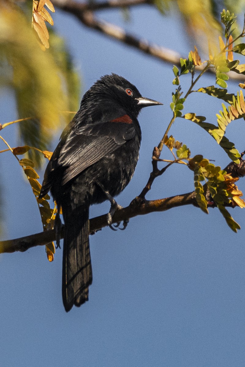 Variable Oriole - ADRIAN GRILLI