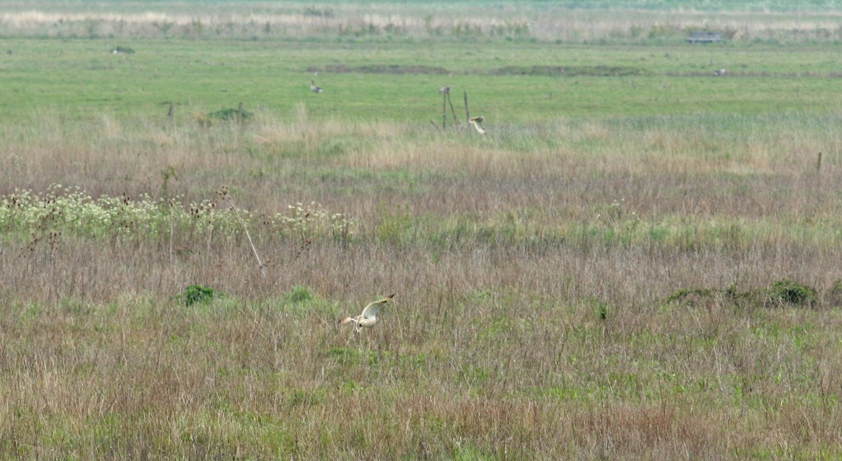 Short-eared Owl - Andrew Steele