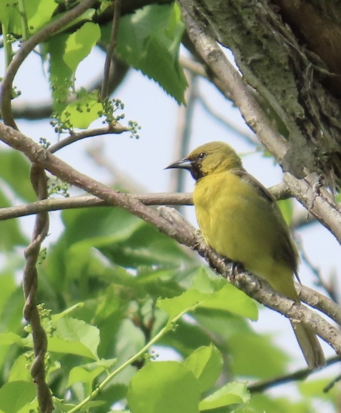 Orchard Oriole - ML619401746