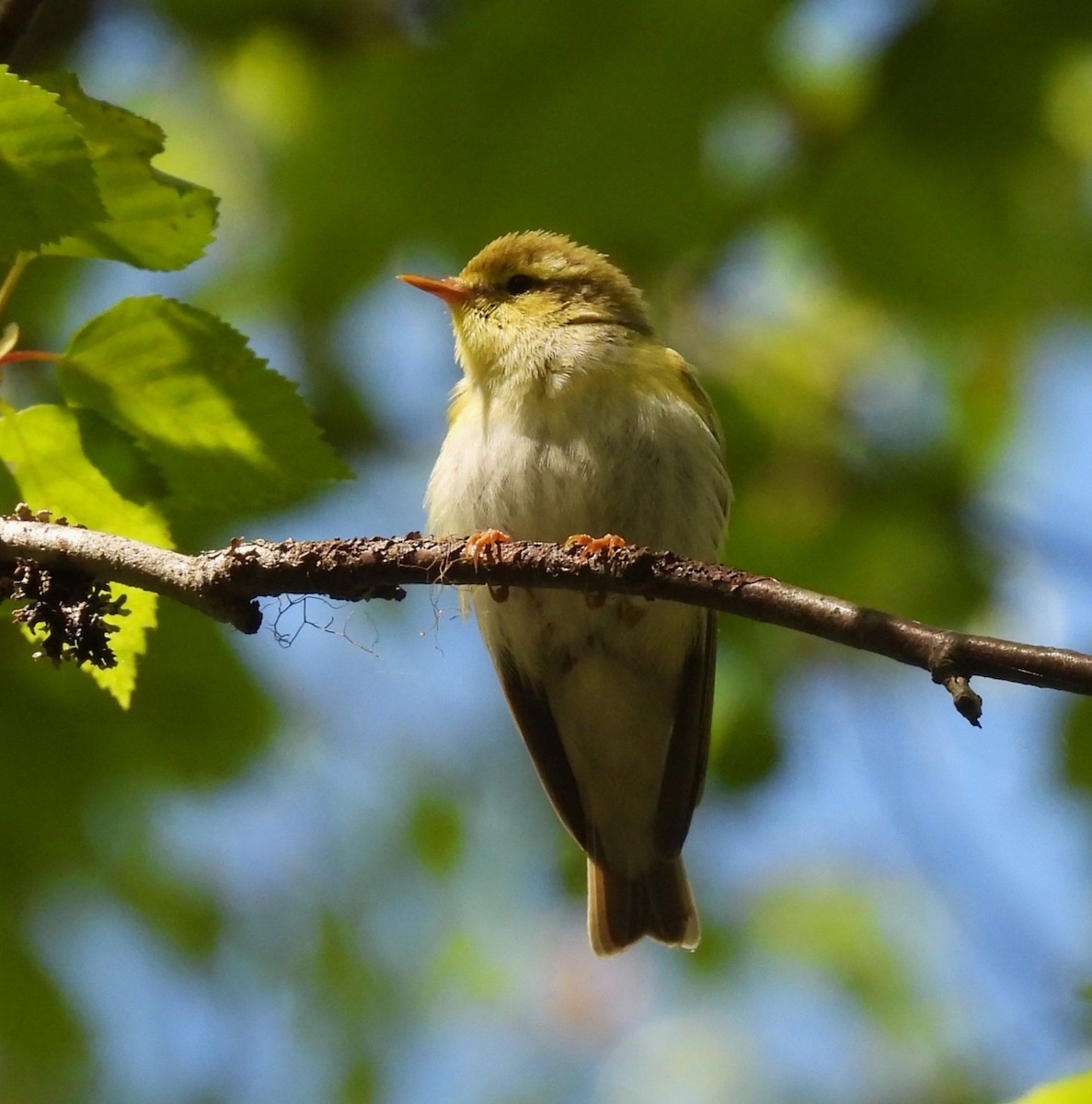 Willow Warbler - Jan Håkansson