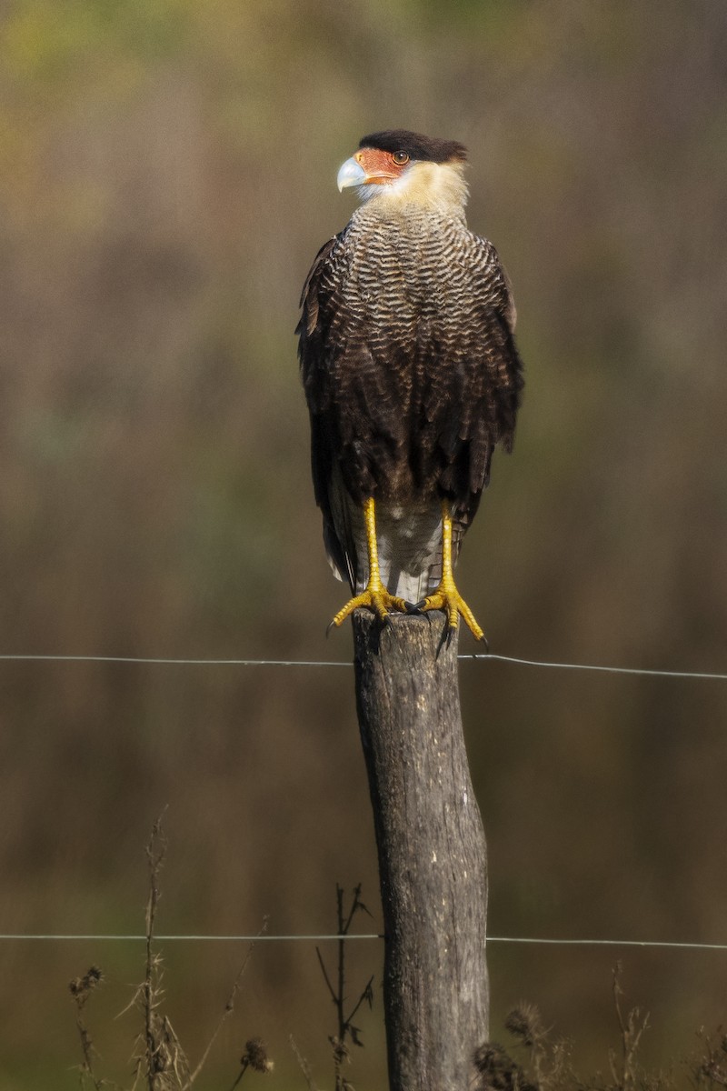 Crested Caracara - ML619401771