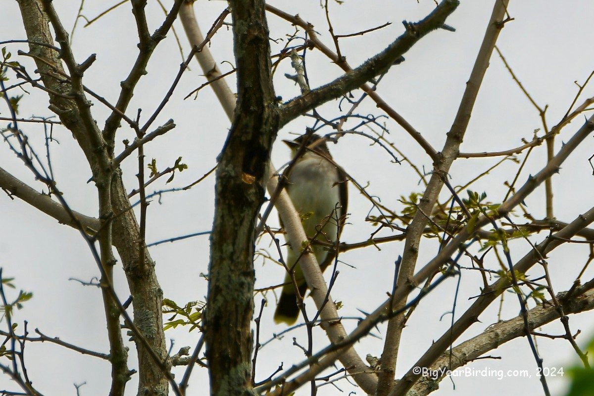 Eastern Kingbird - ML619401775