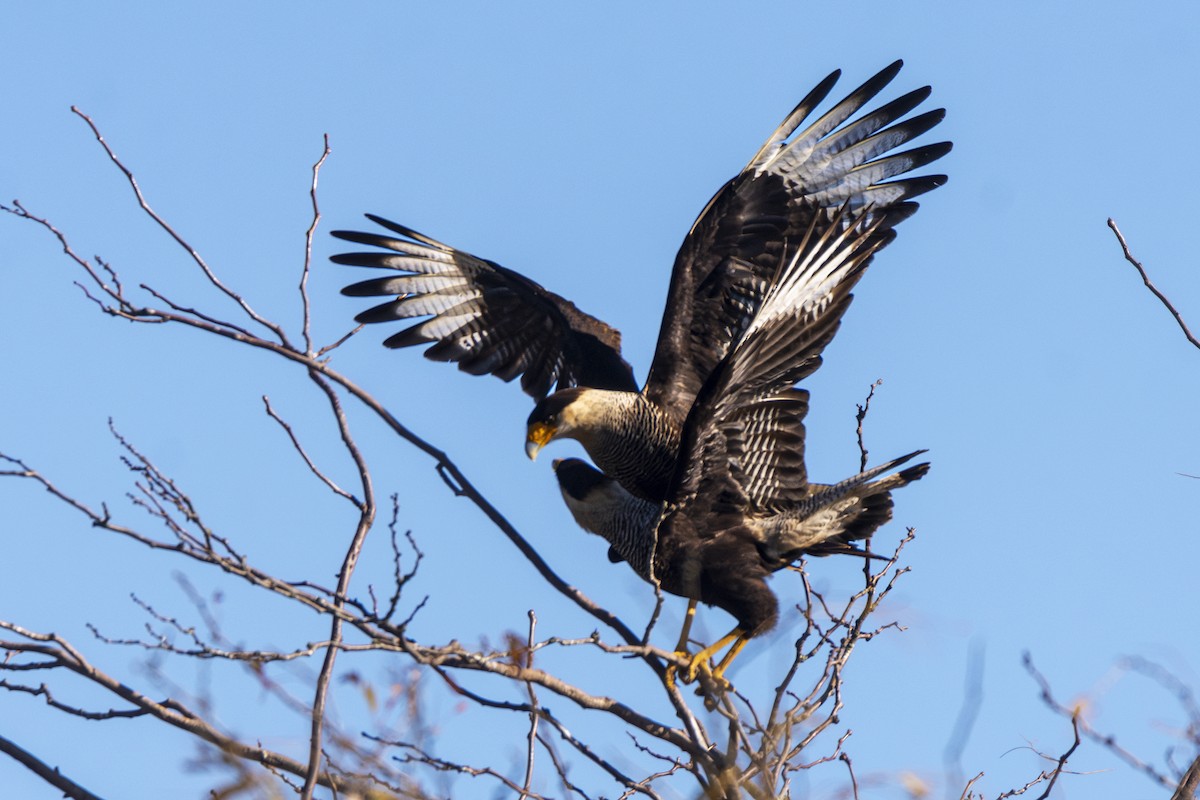 Crested Caracara - ADRIAN GRILLI