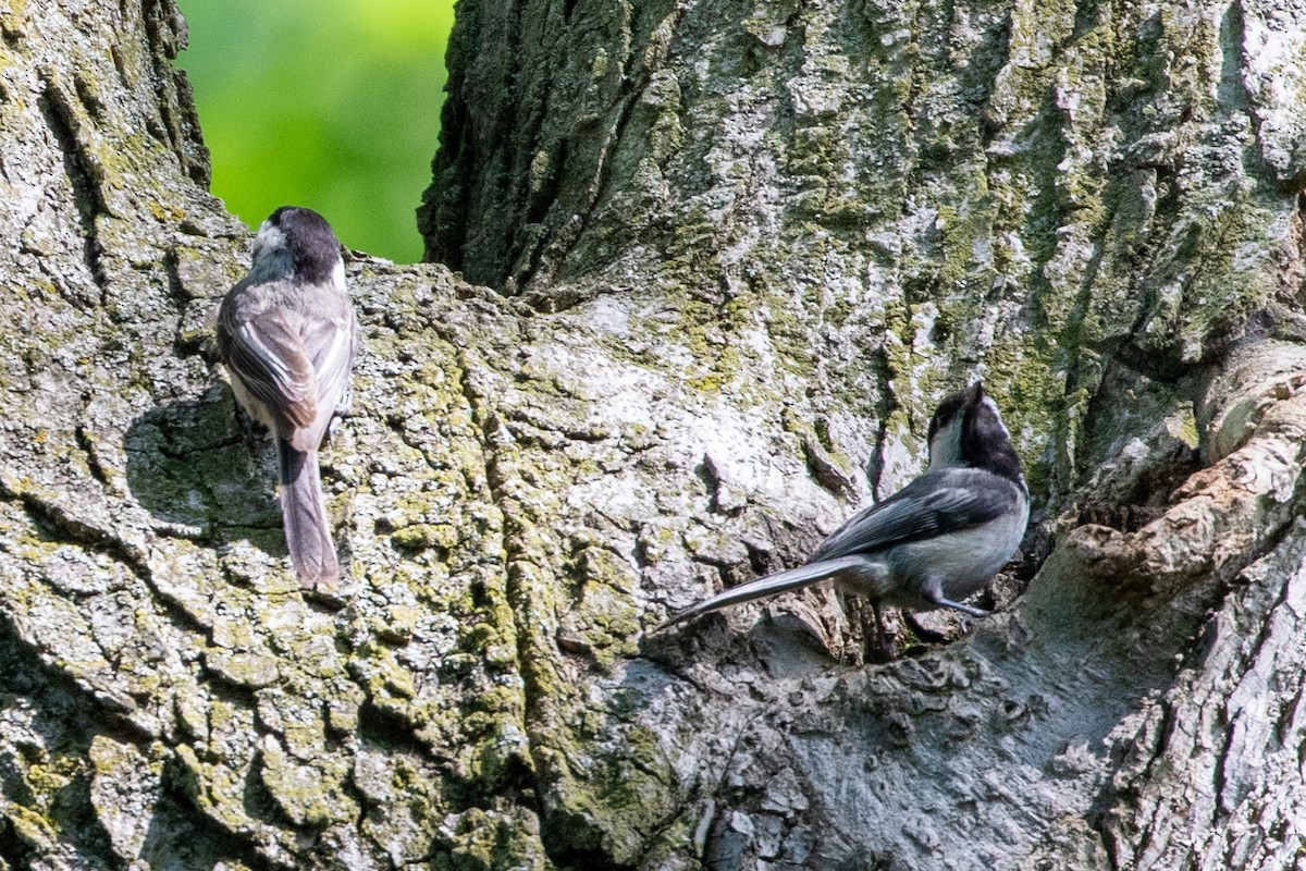 Mésange à tête noire - ML619401796