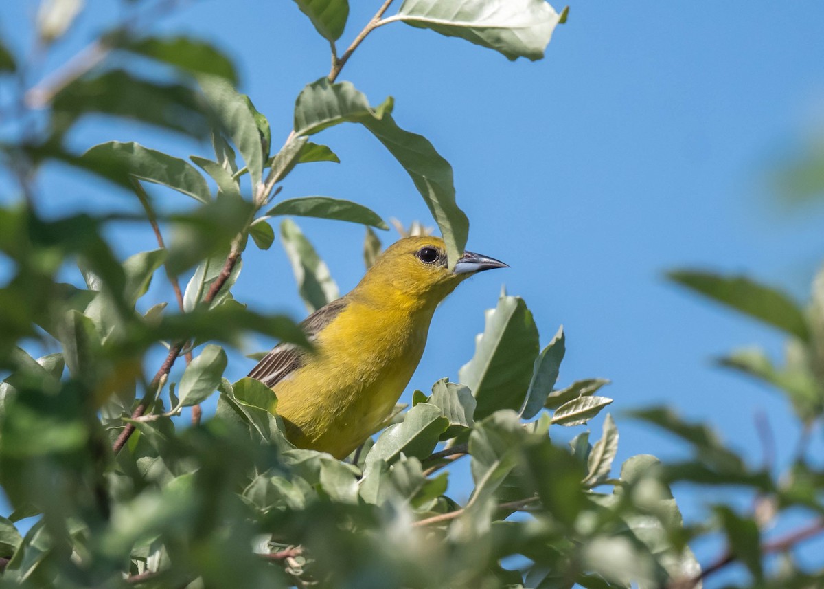 Orchard Oriole - Harrison Ponn