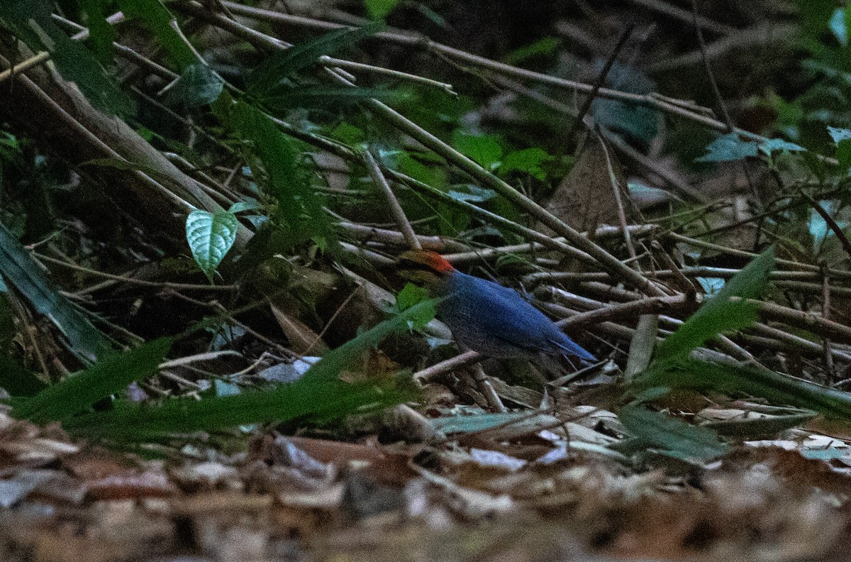 Blue Pitta - ML619401826