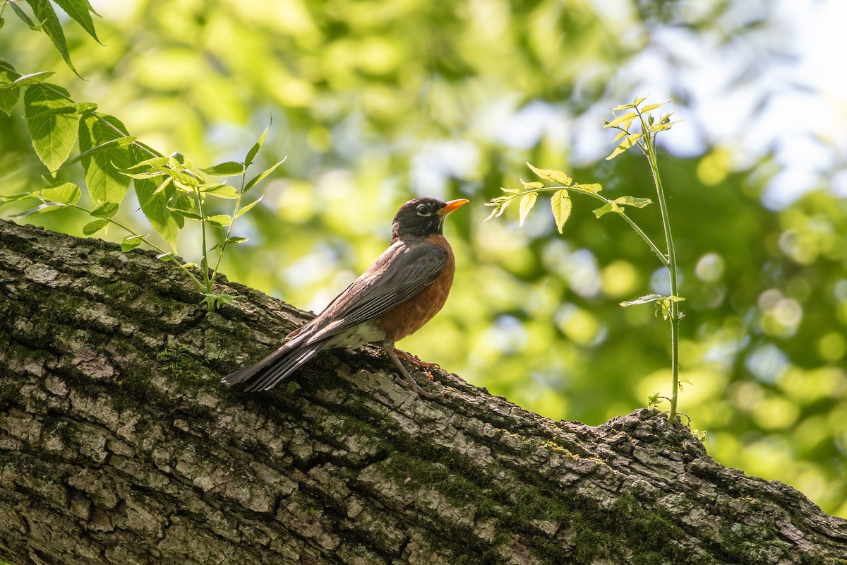 American Robin - Camille James