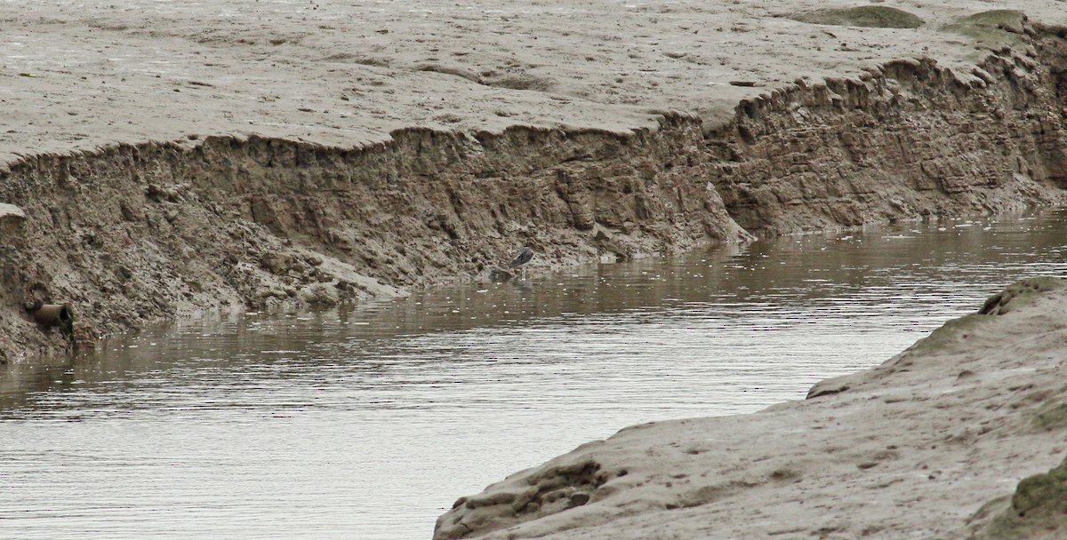 Common Greenshank - Andrew Steele