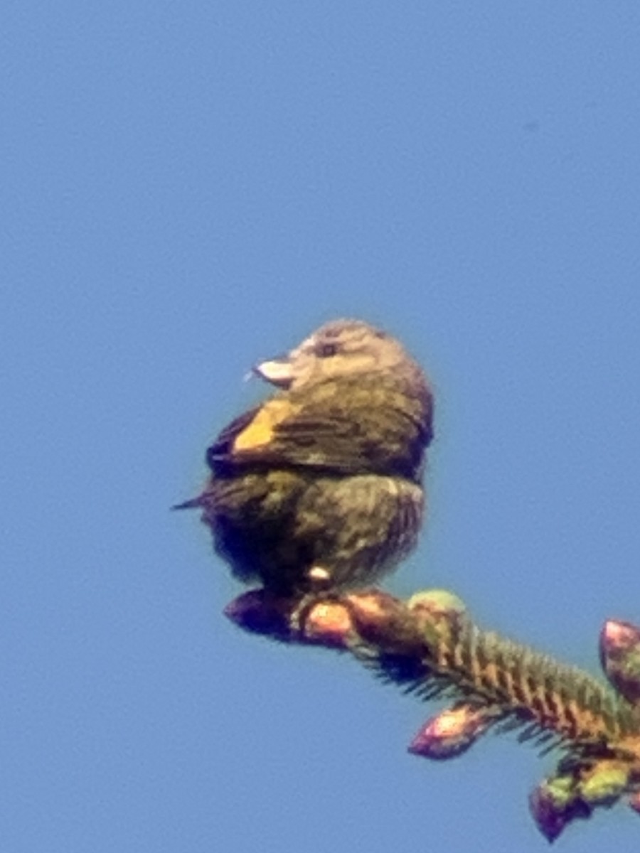 Red Crossbill - John Kingeter