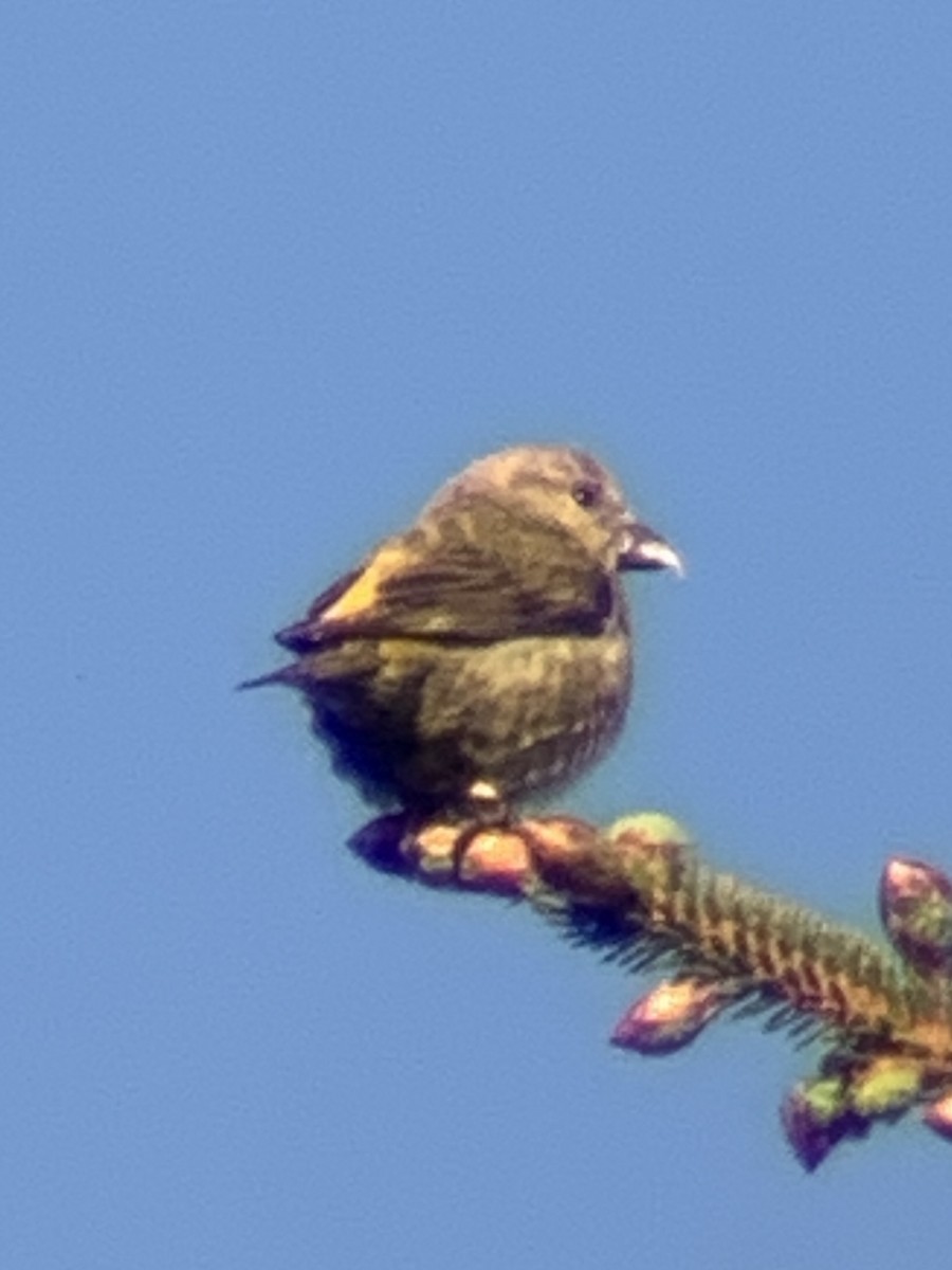 Red Crossbill - John Kingeter